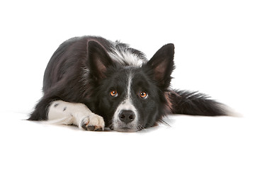 Image showing border collie sheepdog