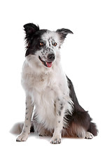 Image showing border collie sheepdog