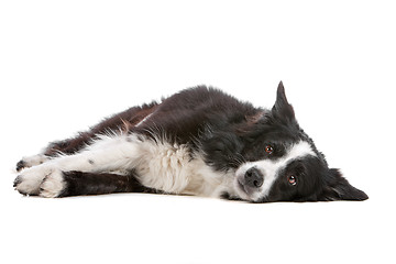 Image showing border collie sheepdog