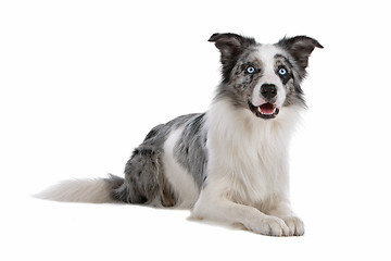 Image showing border collie sheepdog