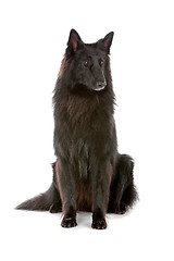 Image showing Groenendaeler or black long haired Belgium shepherd