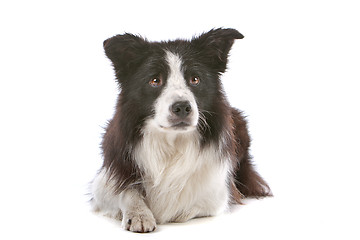 Image showing border collie sheepdog