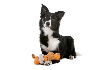 Image showing border collie sheepdog