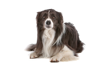 Image showing border collie sheepdog