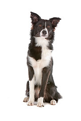 Image showing border collie sheepdog