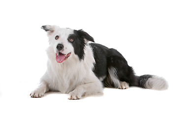 Image showing border collie sheepdog