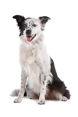 Image showing border collie sheepdog