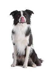 Image showing border collie sheepdog