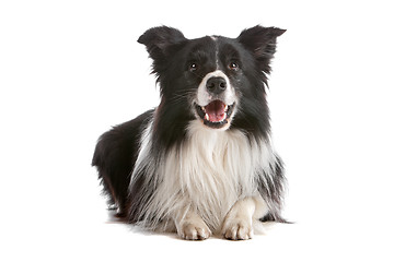 Image showing border collie sheepdog