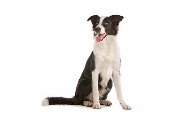 Image showing border collie sheepdog