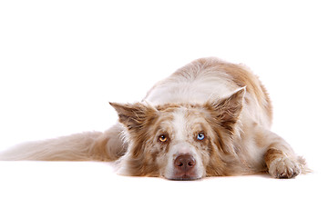 Image showing border collie sheepdog