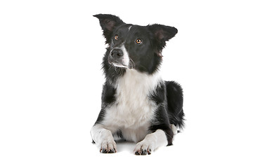 Image showing border collie sheepdog