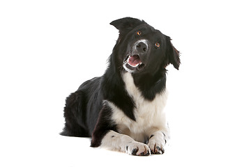 Image showing border collie sheepdog