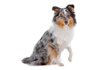 Image showing Shetland Sheepdog, Sheltie