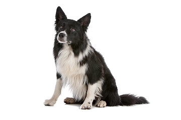 Image showing border collie sheepdog