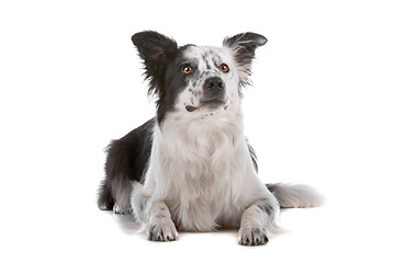 Image showing border collie sheepdog