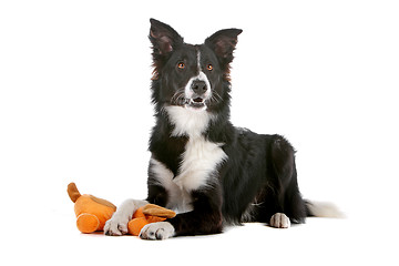 Image showing border collie sheepdog