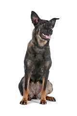 Image showing Dutch shepherd dog