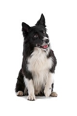 Image showing border collie sheepdog