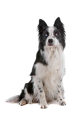 Image showing border collie sheepdog