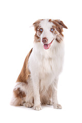 Image showing border collie sheepdog