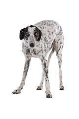 Image showing white Greyhound dog with black spots