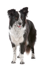 Image showing border collie sheepdog