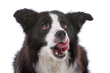 Image showing border collie sheepdog