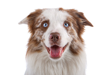 Image showing border collie sheepdog