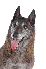 Image showing old and grey Belgian Shepherd