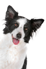 Image showing border collie sheepdog