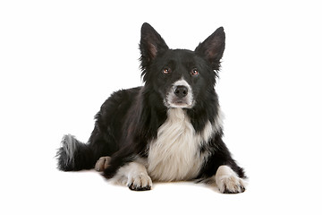 Image showing border collie sheepdog