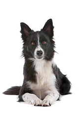 Image showing border collie sheepdog