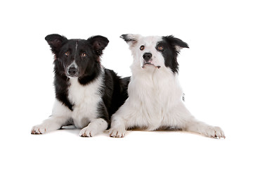 Image showing two border collie sheepdogs