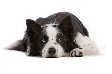 Image showing border collie sheepdog