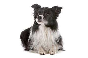 Image showing border collie sheepdog