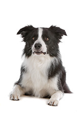 Image showing border collie sheepdog