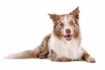 Image showing border collie sheepdog