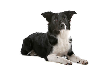 Image showing border collie sheepdog