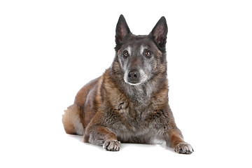 Image showing old and grey Belgian Shepherd