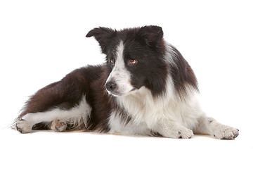 Image showing border collie sheepdog