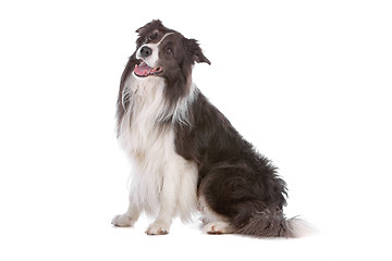 Image showing border collie sheepdog