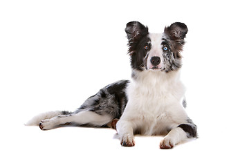 Image showing border collie sheepdog