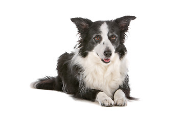 Image showing border collie sheepdog