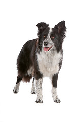 Image showing border collie sheepdog