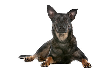 Image showing Dutch shepherd dog