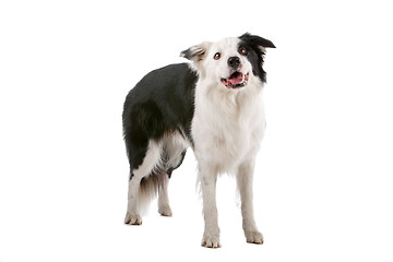 Image showing border collie sheepdog