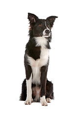 Image showing border collie sheepdog