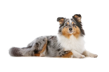 Image showing Shetland Sheepdog, Sheltie