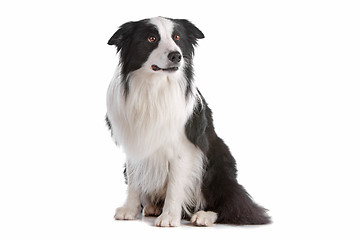 Image showing border collie sheepdog